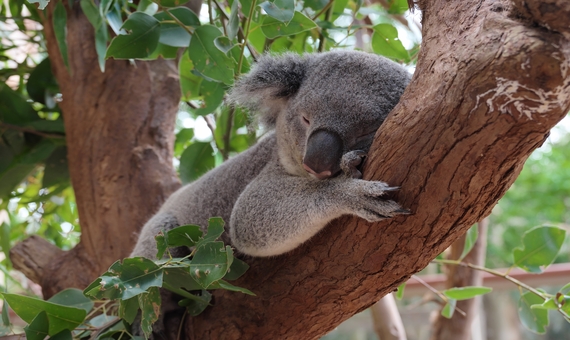 無尾熊保護區 Koala Park Sanctuary